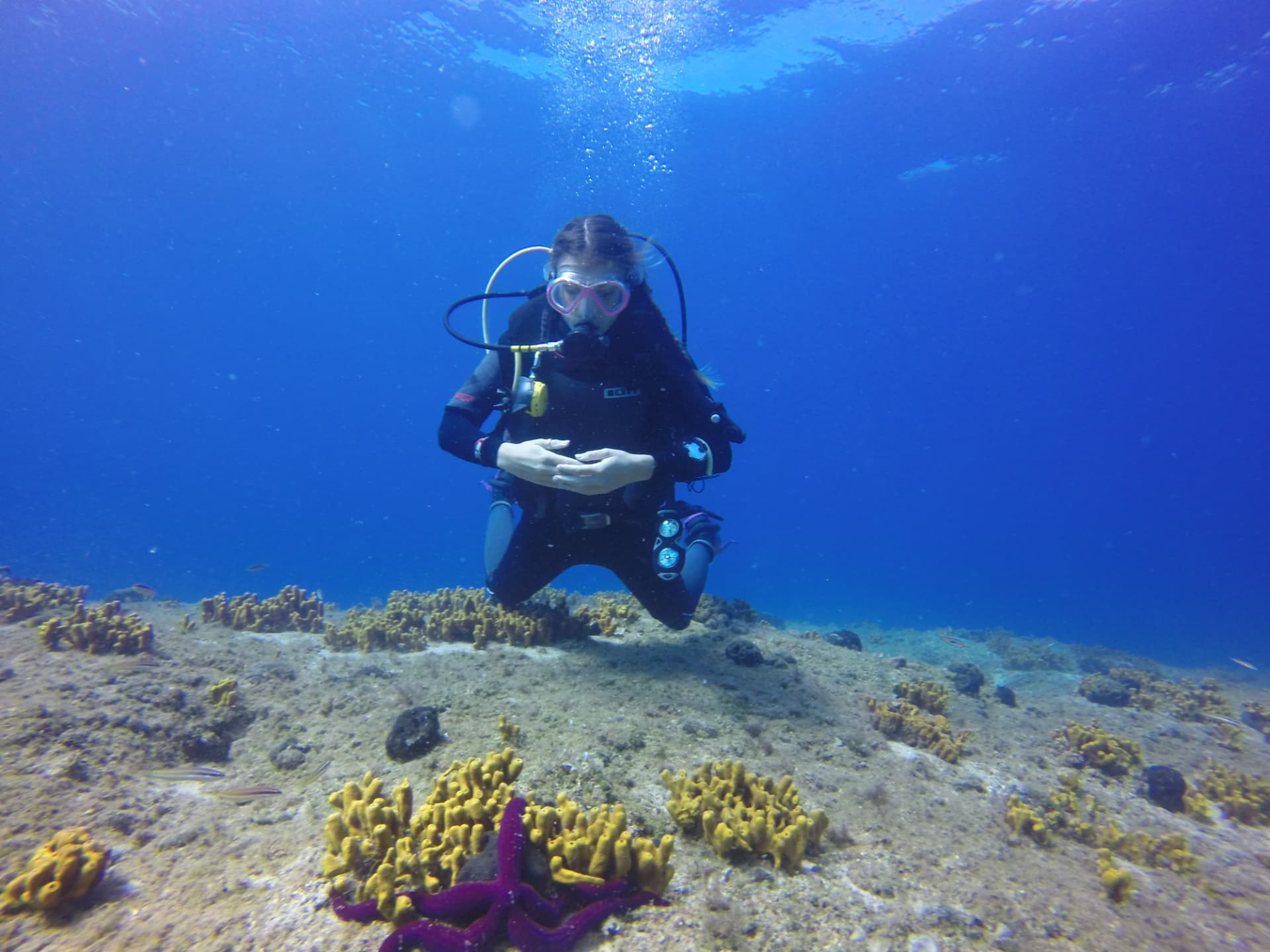 Scuba diver above a reef with yellow sponges and a starfish
